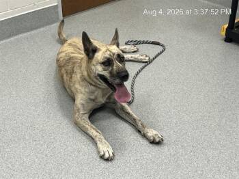 OPAL -  Siberian Husky and Mixed Breed Dog for Adoption in Ocala, Florida - OPAL | PetCurious