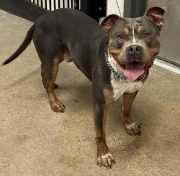 Emilio -  Pit Bull Terrier Dog for Adoption in Cleveland, Ohio - Emilio | PetCurious