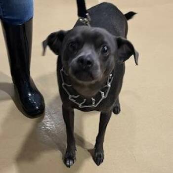 Mixed Breed Dogs Available for Adoption - Chip | PetCurious