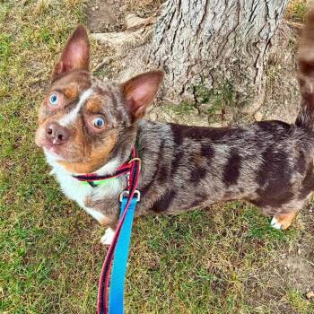 Spencer -  Mixed Breed Dog for Adoption in Indianapolis, Indiana - Spencer | PetCurious