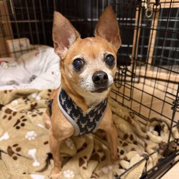 Chihuahua Dogs Available for Adoption in New Orleans, Louisiana - Jack (Bonded To Hershey) | PetCurious