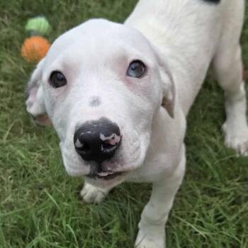 Rescue Mixed Breed Dogs for Adoption in Kempner, Texas - Happy | PetCurious