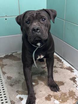Staffordshire Bull Terrier and Mixed Breed Dogs Available for Adoption in Houston, Texas - MS. DOLLY | PetCurious