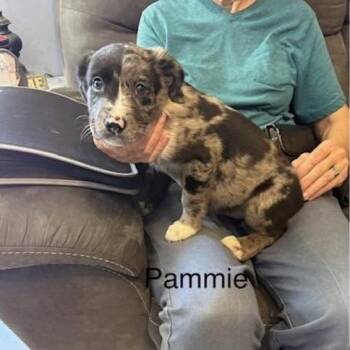 Pammy (P Litter) -  Poodle and Mixed Breed Dog for Adoption - Pammy (P Litter) | PetCurious