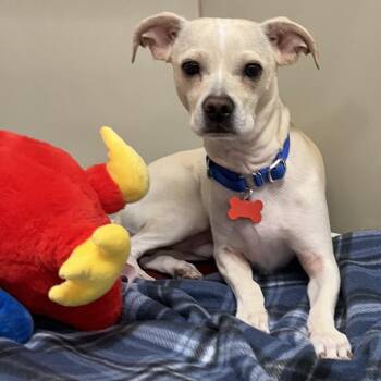 Lucky -  Chihuahua Dog for Adoption in Las Vegas, Nevada - Lucky | PetCurious