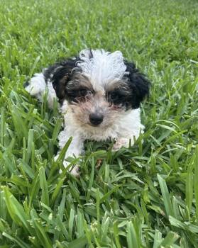 Ace -  Maltipoo Dog for Adoption in Lucas, Texas - Ace | PetCurious