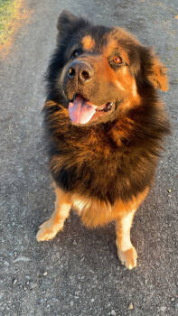 Rescue Mixed Breed Dogs for Adoption in Pendleton, Oregon - Bear | PetCurious