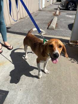 Beagle Dogs Available for Adoption - Lyle | PetCurious