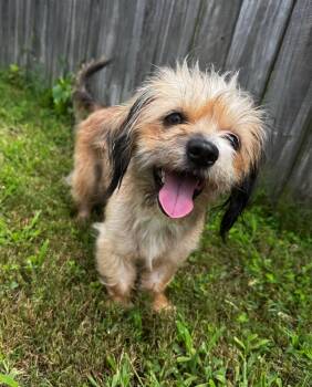 Lainey -  Yorkshire Terrier and Dachshund Dog for Adoption in Calera, Alabama - Lainey | PetCurious