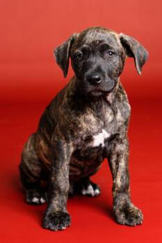 Mixed Breed Dogs Available for Adoption in Toledo, Ohio - Dublin | PetCurious