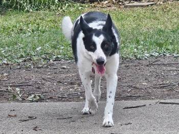 Jack -  Border Collie Dog for Adoption in Troy, Virginia - Jack | PetCurious