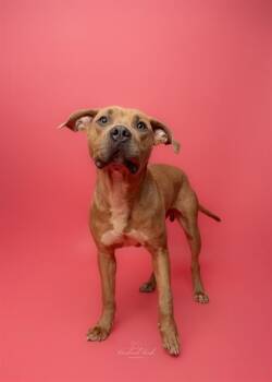NACHO -  Pit Bull Terrier Dog for Adoption in Charlotte, North Carolina - NACHO | PetCurious