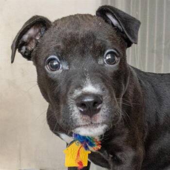 KYLE -  Pit Bull Terrier and Mixed Breed Dog for Adoption in St. Louis, Missouri - KYLE | PetCurious