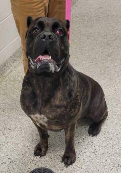 Mira -  Cane Corso Dog for Adoption in Kansas City, Missouri - Mira | PetCurious