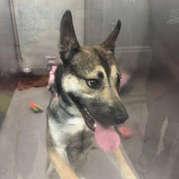 Java -  Akita and Pit Bull Terrier Dog for Adoption in Baltimore, Maryland - Java | PetCurious