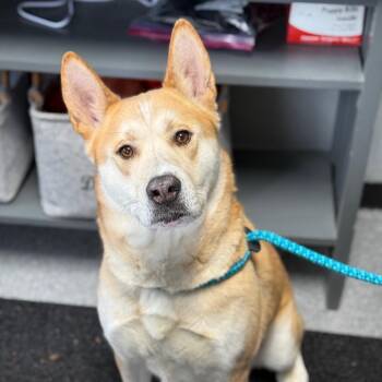 Akita -  Akita Dog Available for Adoption in Standish, Michigan - Akita | PetCurious