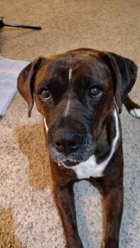 Rescue Black Labrador Retriever and Pit Bull Terrier Dogs for Adoption in Upper Sandusky, Ohio - Baby | PetCurious