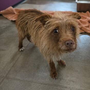 Ms. Fuzzybottoms -  Poodle and Mixed Breed Dog for Adoption in San Jacinto, California - Ms. Fuzzybottoms | PetCurious