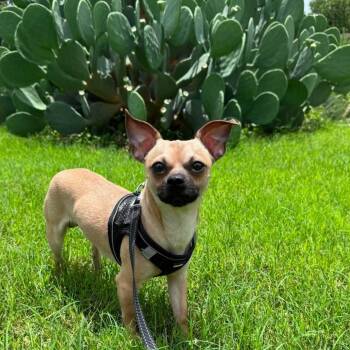 Wayne -  Chihuahua and Pug Dog for Adoption in Warren, Rhode Island - Wayne | PetCurious