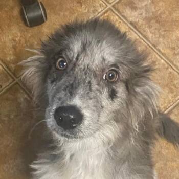 Oscar -  Australian Shepherd Dog for Adoption in Spencer, Indiana - Oscar | PetCurious