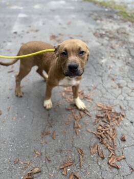 Linus -  Mixed Breed Dog for Adoption in Petersburg, Virginia - Linus | PetCurious