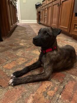 Suzette -  Pit Bull Terrier Dog for Adoption in Glocester, Rhode Island - Suzette | PetCurious