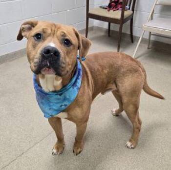Kash -  Bulldog and Boxer Dog for Adoption in Bucyrus, Ohio - Kash | PetCurious