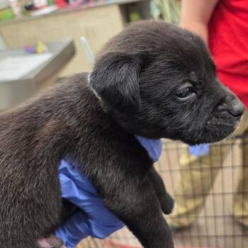 Mixed Breed Dogs Available for Adoption - Arrow | PetCurious