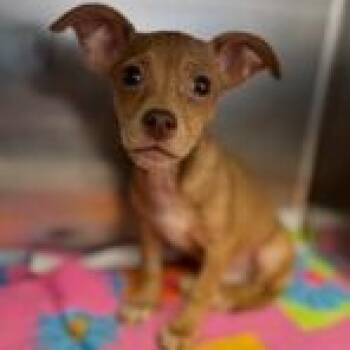 Chihuahua Dogs Available for Adoption - Cooper | PetCurious