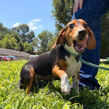 Lox -  Beagle and Basset Hound Dog for Adoption in Franklin, North Carolina - Lox | PetCurious