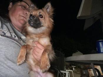 Artie -  Pomeranian and Chihuahua Dog for Adoption in Pomona, California - Artie | PetCurious