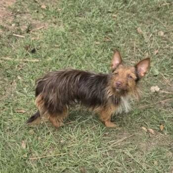Coco Cinnamon -  Australian Terrier and Mixed Breed Dog for Adoption in Houston, Texas - Coco Cinnamon | PetCurious