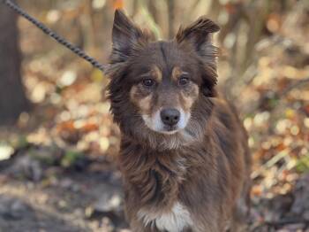 Rescue Australian Shepherd Dogs for Adoption in Meherrin, Virginia - Spalding | PetCurious