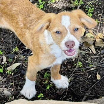 Wirehaired Dachshund and Dachshund Dogs Available for Adoption in Longview, Texas - Charles | PetCurious