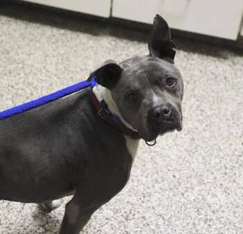 Rigby -  Pit Bull Terrier and Mixed Breed Dog for Adoption in Westland, Michigan - Rigby | PetCurious