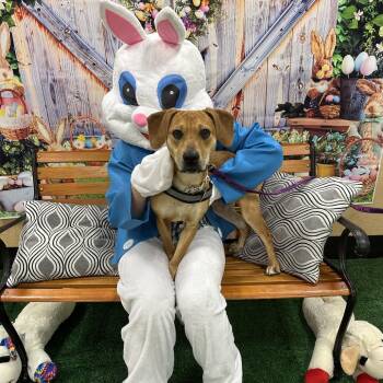 Mixed Breed Dogs Available for Adoption in Yanceyville, North Carolina - Driftwood 26-0017 | PetCurious