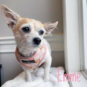 Rescue Chihuahua Dogs for Adoption in Bethel, Ohio - Emme | PetCurious