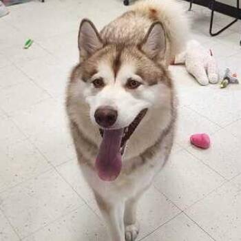 Osiris -  Mixed Breed Dog for Adoption in Davenport, Iowa - Osiris | PetCurious