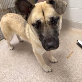 Snooki -  Husky and Chow Chow Dog for Adoption in Horn Lake, Mississippi - Snooki | PetCurious
