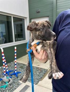 Terrier and Mixed Breed Dogs Available for Adoption - LEVI | PetCurious