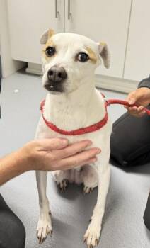 Whippet and Mixed Breed Dogs Available for Adoption - Mazie- 2 | PetCurious