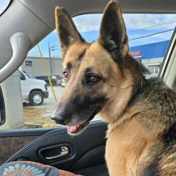 Rescue German Shepherd Dog Dogs for Adoption in Athens, Alabama - Chica | PetCurious