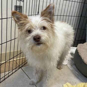 Scuffy -  Mixed Breed Dog for Adoption in Chattanooga, Tennessee - Scuffy | PetCurious