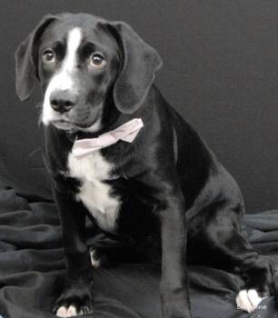 Noble -  Plott Hound Dog for Adoption in Newland, North Carolina - Noble | PetCurious
