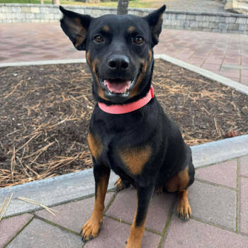 Rescue Mixed Breed Dogs for Adoption in Bend, Oregon - Palmer | PetCurious