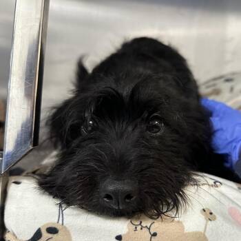 Little Cub -  Mixed Breed Dog for Adoption in Philadelphia, Pennsylvania - Little Cub | PetCurious