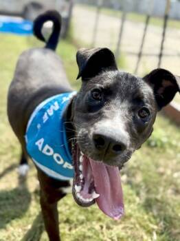 Rescue Labrador Retriever and Mixed Breed Dogs for Adoption in Balch Springs, Texas - Chunk | PetCurious
