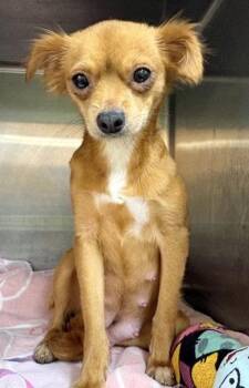 PSuzie Q -  Chihuahua and Mixed Breed Dog for Adoption in New Orleans, Louisiana - PSuzie Q | PetCurious