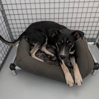 Diesel -  German Shepherd Dog and Pit Bull Terrier Dog for Adoption in Chico, California - Diesel | PetCurious