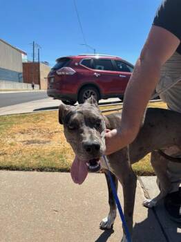 A480409 -  Great Dane and Mixed Breed Dog for Adoption in Oklahoma City, Oklahoma - A480409 | PetCurious